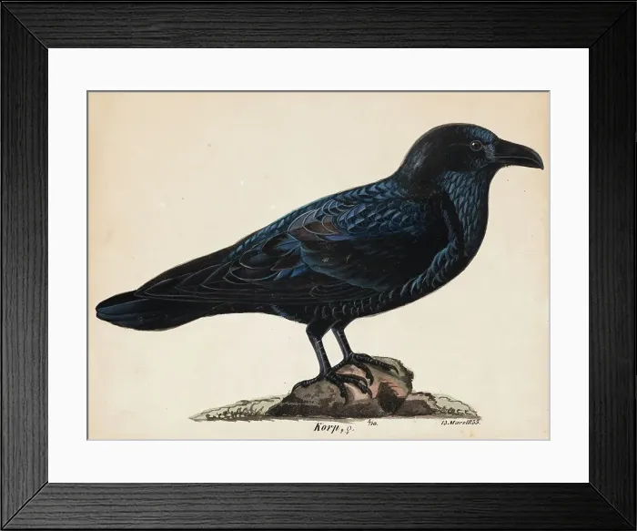 Framed Print : Raven, 1835. Creator: Wilhelm von Wright Framed Print : Raven, 1835. Creator: Wilhelm von Wright