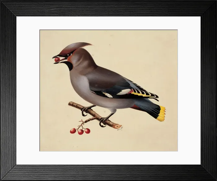 Framed Print : Bohemian Waxwing, 1829. Creator: Wilhelm von Wright Framed Print : Bohemian Waxwing, 1829. Creator: Wilhelm von Wright