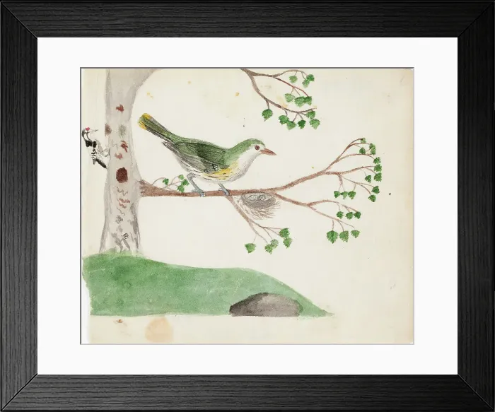 Framed Print : Lesser Spotted Woodpecker (male) and Eurasian Golden Oriole (female), 1830. Creator: Ferdinand von Wright Framed Print : Lesser Spotted Woodpecker (male) and Eurasian Golden Oriole (female), 1830. Creator: Ferdinand von Wright