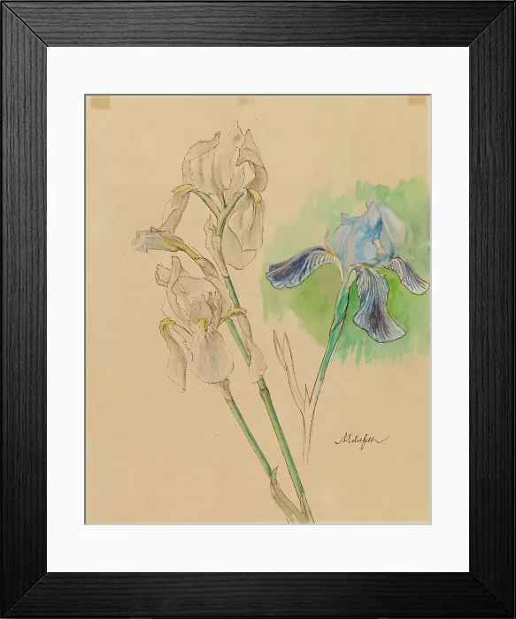 Framed Print : Irises, c1890s. Creator: Albert Edelfelt Framed Print : Irises, c1890s. Creator: Albert Edelfelt