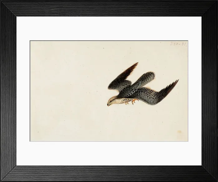 Framed Print : Eurasian Sparrowhawk Flying, 1830. Creator: Wilhelm von Wright Framed Print : Eurasian Sparrowhawk Flying, 1830. Creator: Wilhelm von Wright