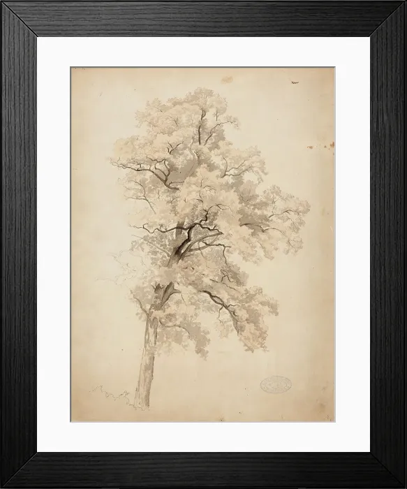 Framed Print : Hardwood, 1848-1860. Creator: Werner Holmberg Framed Print : Hardwood, 1848-1860. Creator: Werner Holmberg