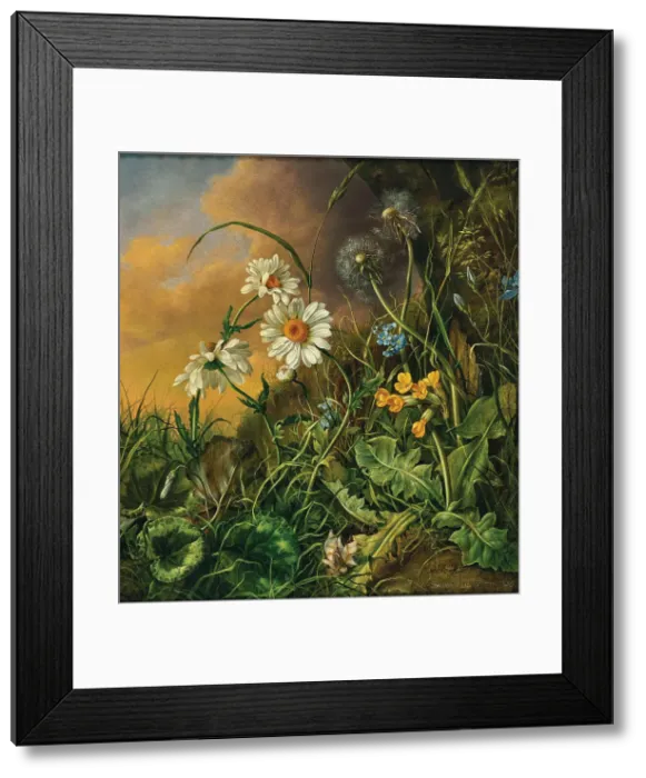Framed Print : Forest ground with daisies, primroses and dandelions, 1858. Creator: Petter, Franz Xaver (1791-1866) Framed Print : Forest ground with daisies, primroses and dandelions, 1858. Creator: Petter, Franz Xaver (1791-1866)