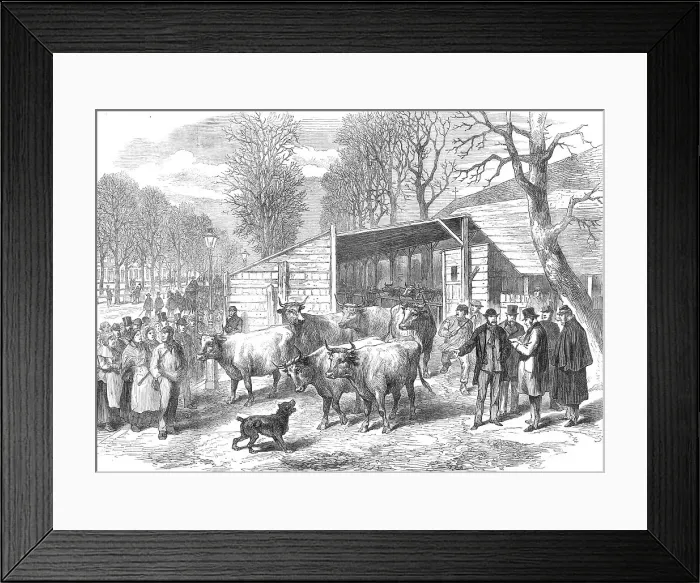 Framed Print : The last oxen in Paris (sketch by balloon post), 1871. Creator: Unknown Framed Print : The last oxen in Paris (sketch by balloon post), 1871. Creator: Unknown
