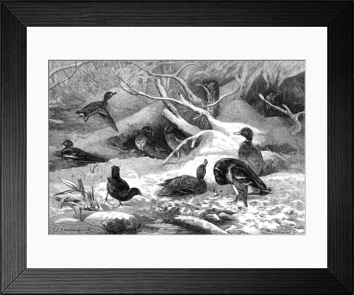 Framed Print : The months: January, 1871. Creator: Horace Harral Framed Print : The months: January, 1871. Creator: Horace Harral