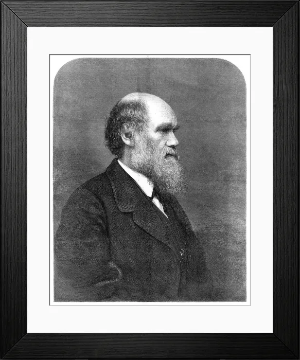 Framed Print : Mr. C. R. Darwin, author of The Origin of Species, 1871. Creator: Unknown Framed Print : Mr. C. R. Darwin, author of The Origin of Species, 1871. Creator: Unknown
