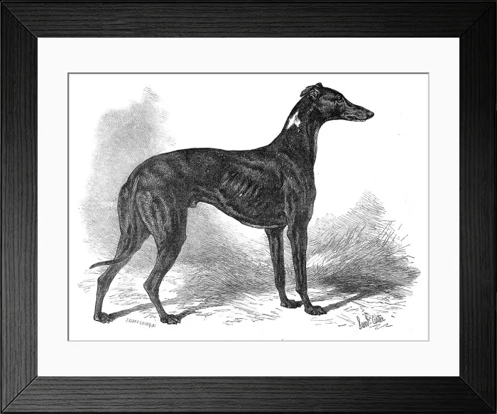 Framed Print : Lord Lurgan's greyhound, Master M'Grath, 1871. Creator: John Greenaway Framed Print : Lord Lurgan's greyhound, Master M'Grath, 1871. Creator: John Greenaway
