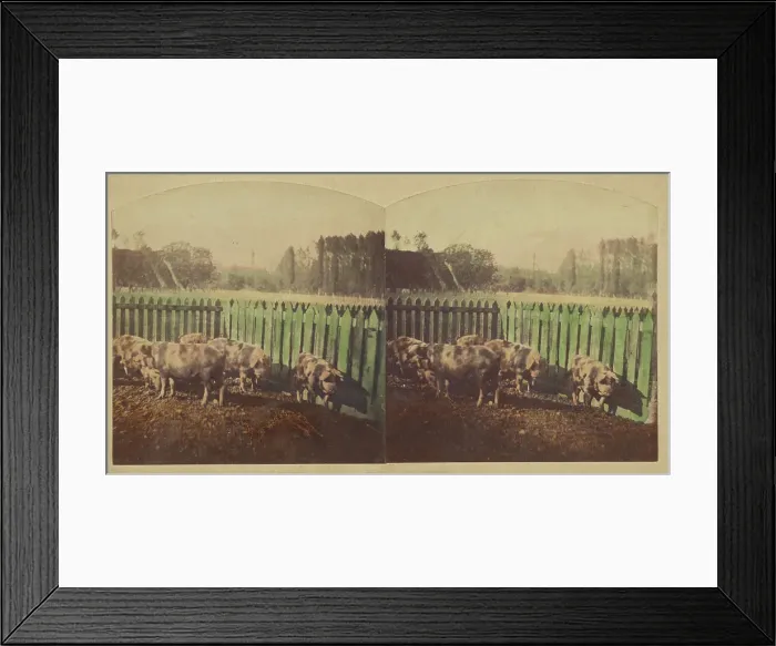 Framed Print : Etudes d'Animaux. Cochons Tonkins. about 1860. Creator: Furne Fils & H. Tournier Framed Print : Etudes d'Animaux. Cochons Tonkins. about 1860. Creator: Furne Fils & H. Tournier