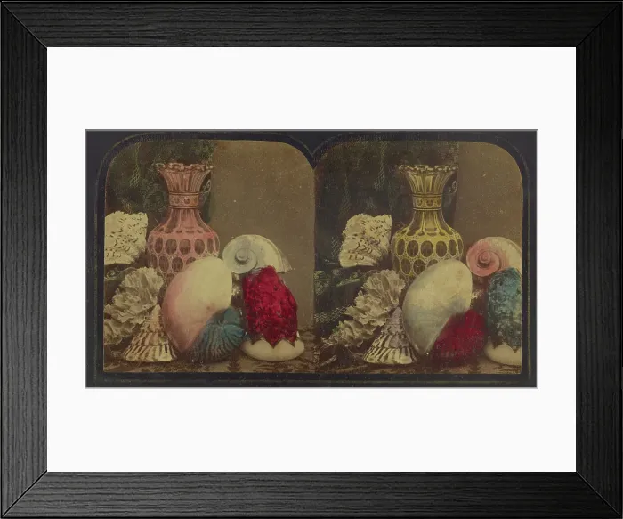 Framed Print : Shells & Vase, about 1860. Creator: London Stereoscopic & Photographic Co Framed Print : Shells & Vase, about 1860. Creator: London Stereoscopic & Photographic Co
