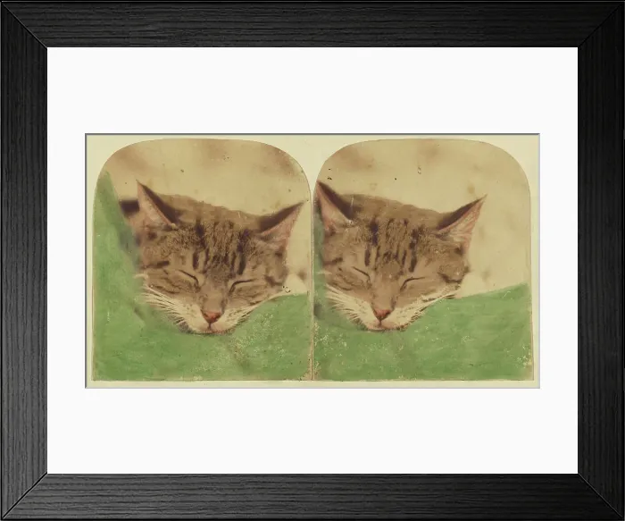 Framed Print : Sleeping cat, 1870s. Creator: William H. Mason Framed Print : Sleeping cat, 1870s. Creator: William H. Mason