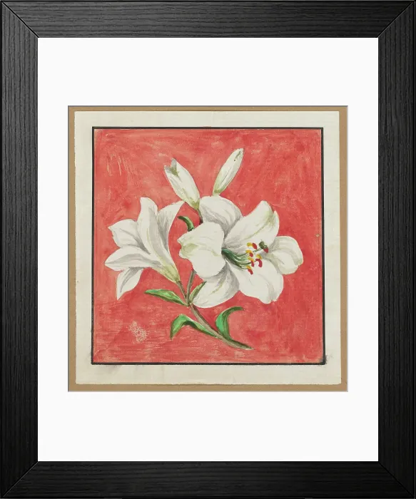 Framed Print : [White Lily], mid-19th century. Creator: Unknown