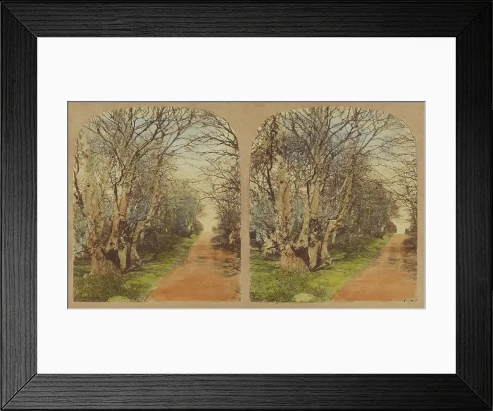 Framed Print : Burnham Beeches. (The finest Specimens in the World.), 1857-1859. Creator: William Morris Grundy Framed Print : Burnham Beeches. (The finest Specimens in the World.), 1857-1859. Creator: William Morris Grundy