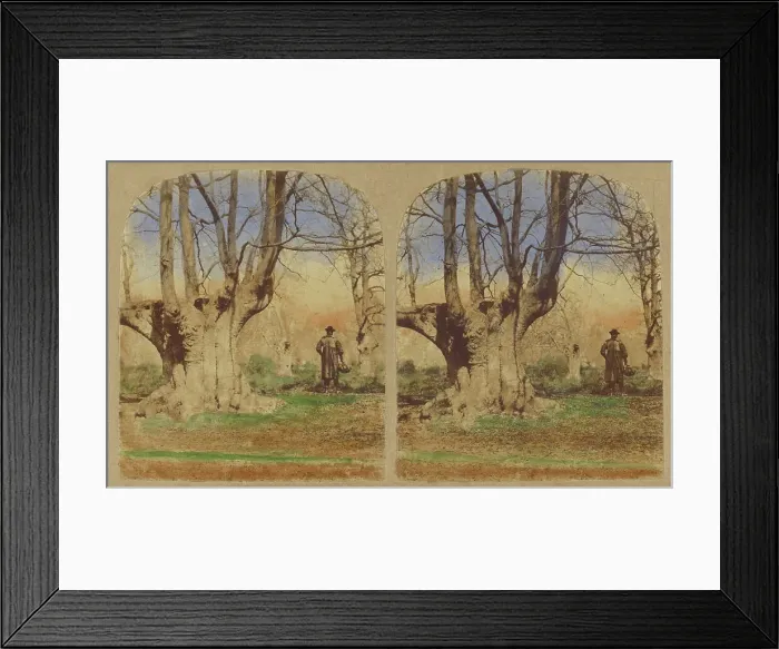 Framed Print : Burnham Beeches. (The finest Specimens in the World.), 1857-1859. Creator: William Morris Grundy Framed Print : Burnham Beeches. (The finest Specimens in the World.), 1857-1859. Creator: William Morris Grundy