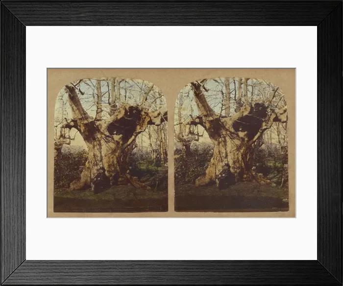 Framed Print : Gnarled tree, 1857-1859. Creator: William Morris Grundy Framed Print : Gnarled tree, 1857-1859. Creator: William Morris Grundy