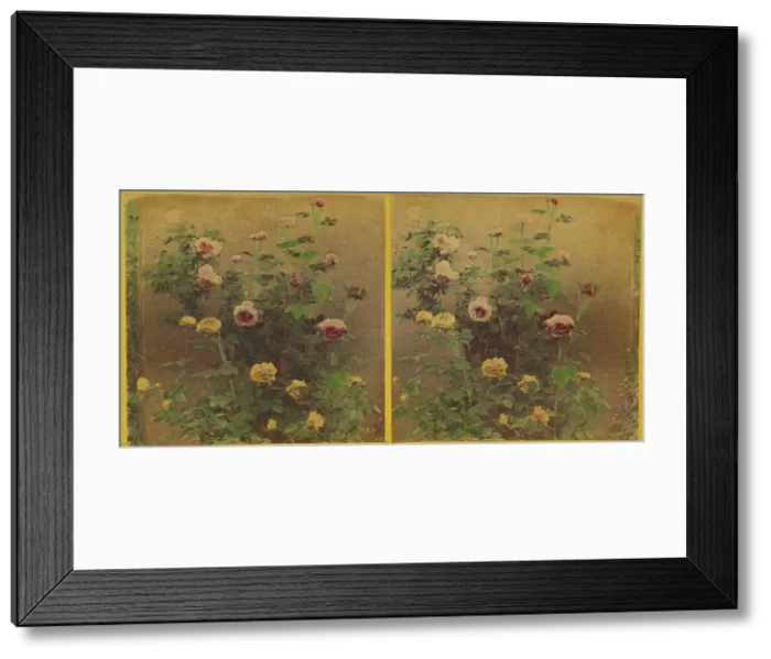 Framed Print : Roses. about 1865-1875. Creator: Benjamin West Kilburn Framed Print : Roses. about 1865-1875. Creator: Benjamin West Kilburn