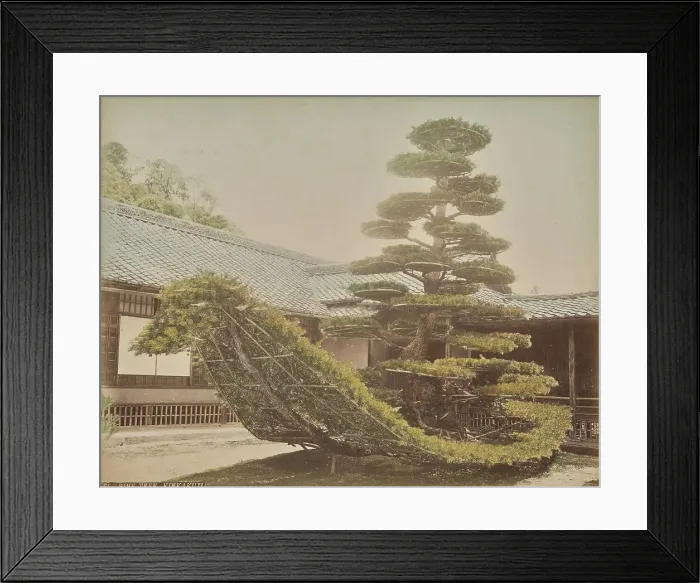 Framed Print : Pine Tree, Kinkakuji, about 1875-1890s. Creator: Adolfo Farsari Framed Print : Pine Tree, Kinkakuji, about 1875-1890s. Creator: Adolfo Farsari