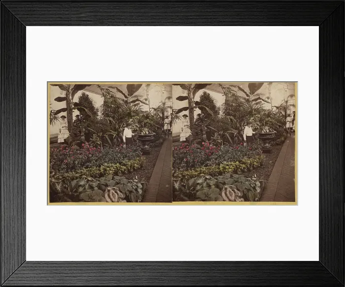 Framed Print : Shaw's Garden. Int. of Palm-House, western wing. St. Louis, Missouri, about 1872-1874. Creator: Boehl & Koenig Framed Print : Shaw's Garden. Int. of Palm-House, western wing. St. Louis, Missouri, about 1872-1874. Creator: Boehl & Koenig