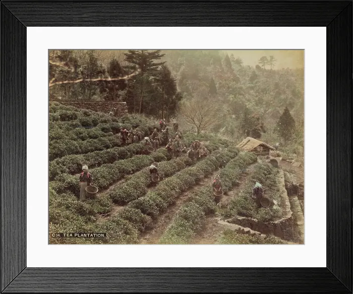 Framed Print : Tea Plantation, 1870s-1890s. Creator: Kusakabe Kimbei Framed Print : Tea Plantation, 1870s-1890s. Creator: Kusakabe Kimbei