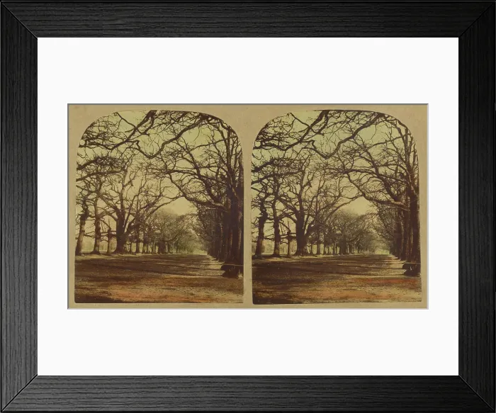 Framed Print : View in Greenwich Park, about 1860. Creator: London Stereoscopic & Photographic Co Framed Print : View in Greenwich Park, about 1860. Creator: London Stereoscopic & Photographic Co
