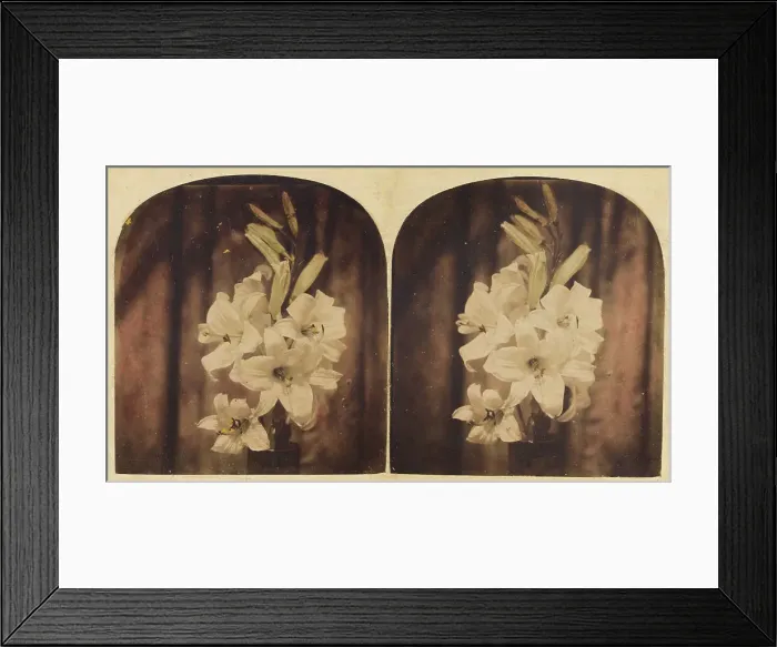 Framed Print : Lilies, about 1865. Creator: Unknown Framed Print : Lilies, about 1865. Creator: Unknown
