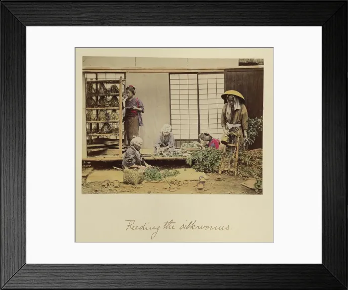 Framed Print : Feeding the silkworms, about 1873-1883. Creator: Shinichi Suzuki I Framed Print : Feeding the silkworms, about 1873-1883. Creator: Shinichi Suzuki I