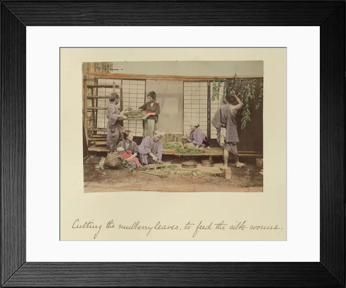 Framed Print : Cutting the Mulberry Leaves... about 1873-1883. Creator: Shinichi Suzuki I Framed Print : Cutting the Mulberry Leaves... about 1873-1883. Creator: Shinichi Suzuki I