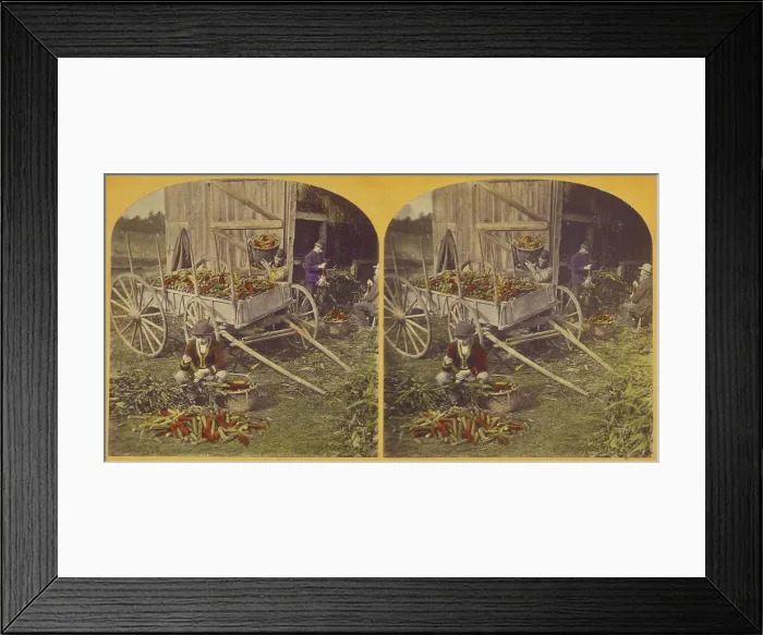 Framed Print : Husking Scene. about 1870-1880. Creator: Unknown Framed Print : Husking Scene. about 1870-1880. Creator: Unknown
