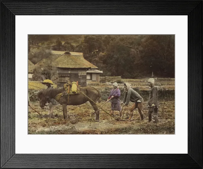 Framed Print : Ploughing, about 1873-1883. Creator: Shinichi Suzuki I Framed Print : Ploughing, about 1873-1883. Creator: Shinichi Suzuki I