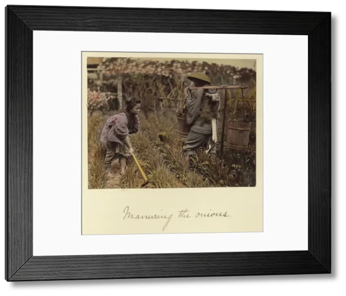 Framed Print : Manuring the onions, about 1873-1883. Creator: Shinichi Suzuki I Framed Print : Manuring the onions, about 1873-1883. Creator: Shinichi Suzuki I