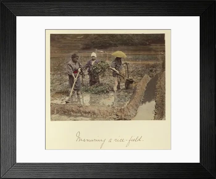 Framed Print : Manuring a rice-field, about 1873-1883. Creator: Shinichi Suzuki I Framed Print : Manuring a rice-field, about 1873-1883. Creator: Shinichi Suzuki I