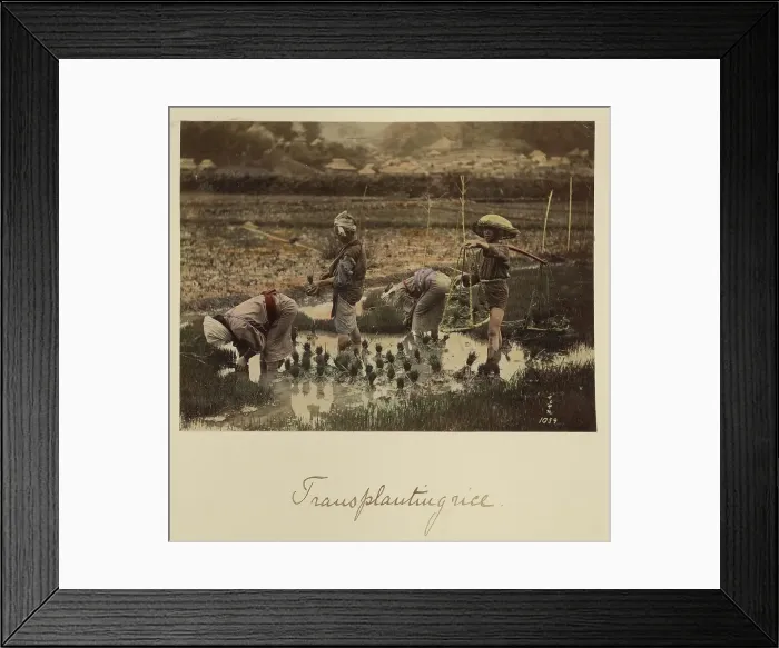 Framed Print : Transplanting rice, about 1873-1883. Creator: Shinichi Suzuki I Framed Print : Transplanting rice, about 1873-1883. Creator: Shinichi Suzuki I