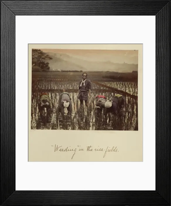 Framed Print : Weeding in the rice fields, about 1873-1883. Creator: Shinichi Suzuki I Framed Print : Weeding in the rice fields, about 1873-1883. Creator: Shinichi Suzuki I