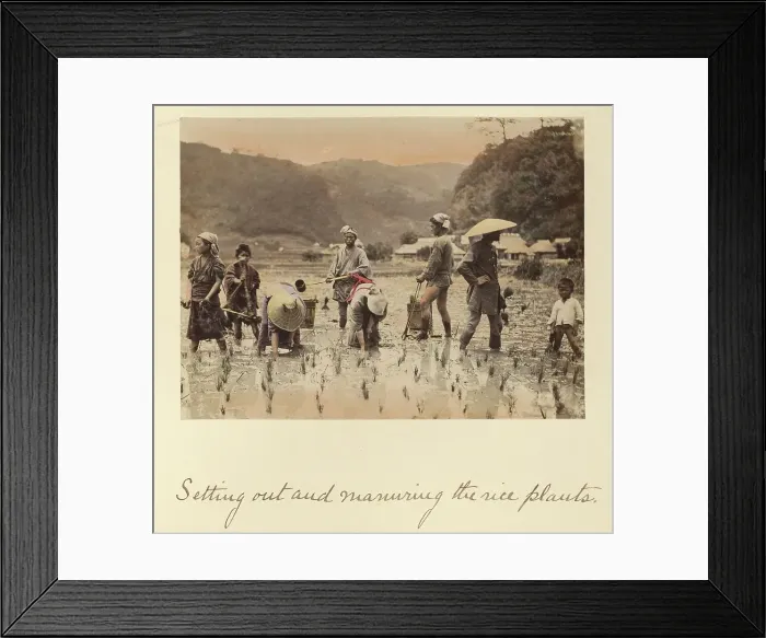 Framed Print : Setting out and manuring the rice plants, about 1873-1883. Creator: Shinichi Suzuki I Framed Print : Setting out and manuring the rice plants, about 1873-1883. Creator: Shinichi Suzuki I