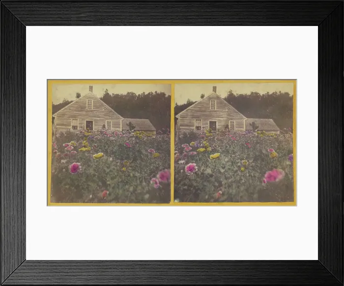 Framed Print : Poppy field Cabbot Vt. about 1870. Creator: Unknown Framed Print : Poppy field Cabbot Vt. about 1870. Creator: Unknown