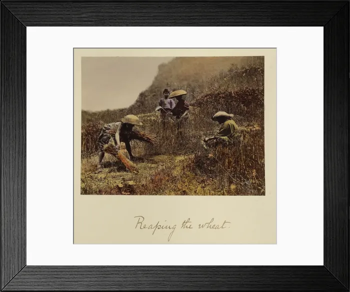 Framed Print : Reaping the Wheat, about 1873-1883. Creator: Shinichi Suzuki I Framed Print : Reaping the Wheat, about 1873-1883. Creator: Shinichi Suzuki I