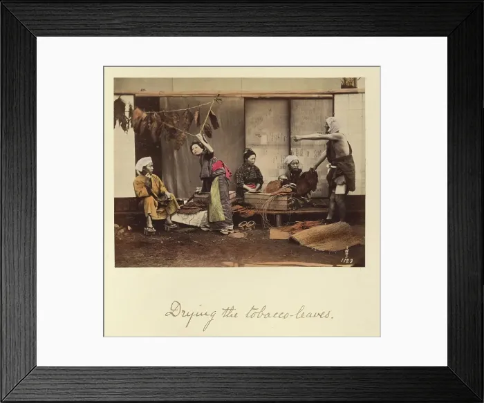 Framed Print : Drying the Tobacco Leaves, about 1873-1883. Creator: Shinichi Suzuki I Framed Print : Drying the Tobacco Leaves, about 1873-1883. Creator: Shinichi Suzuki I