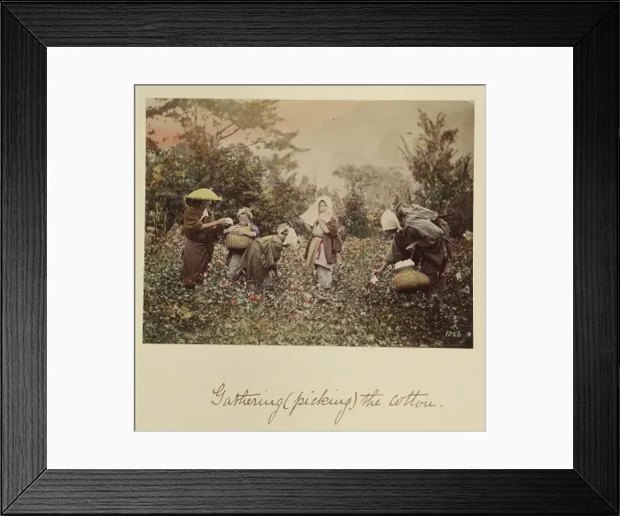 Framed Print : Gathering (Picking) the Cotton, about 1873-1883. Creator: Shinichi Suzuki I Framed Print : Gathering (Picking) the Cotton, about 1873-1883. Creator: Shinichi Suzuki I