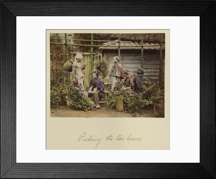 Framed Print : Picking the Tea Leaves, about 1873-1883. Creator: Shinichi Suzuki I Framed Print : Picking the Tea Leaves, about 1873-1883. Creator: Shinichi Suzuki I