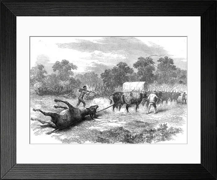 Framed Print : Sketches in Africa: bringing home the eland, 1872. Creator: Unknown Framed Print : Sketches in Africa: bringing home the eland, 1872. Creator: Unknown