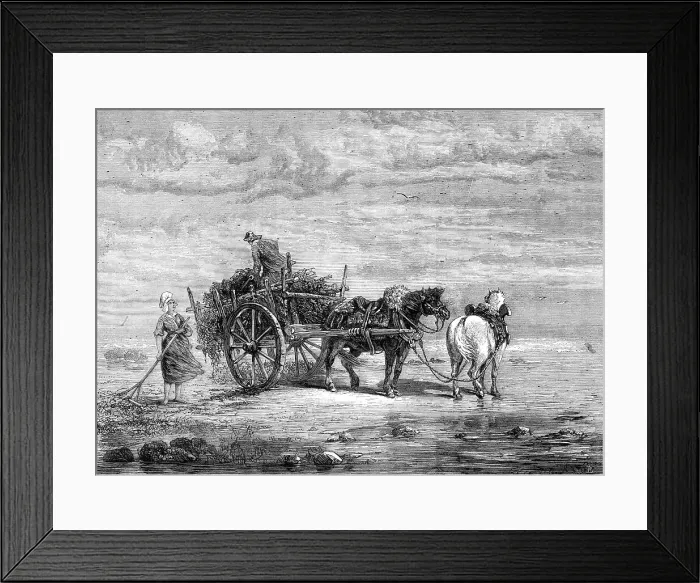 Framed Print : Carting Seaweed, Coast of Normandy, by S. Bird, from the exhibition of the Royal Academy, 1872. Creator: Unknown Framed Print : Carting Seaweed, Coast of Normandy, by S. Bird, from the exhibition of the Royal Academy, 1872. Creator: Unknown
