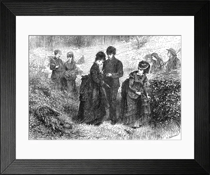 Framed Print : Gathering ferns, 1871. Creator: H Paterson Framed Print : Gathering ferns, 1871. Creator: H Paterson
