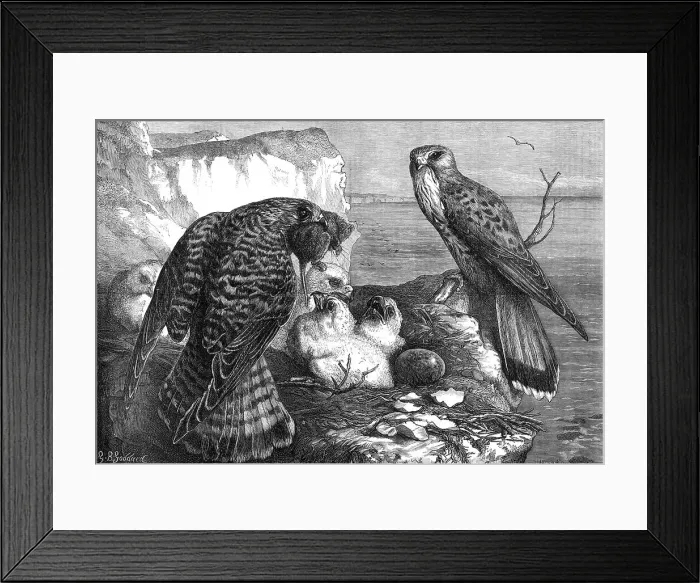 Framed Print : The months: June, 1871. Creator: Horace Harral Framed Print : The months: June, 1871. Creator: Horace Harral