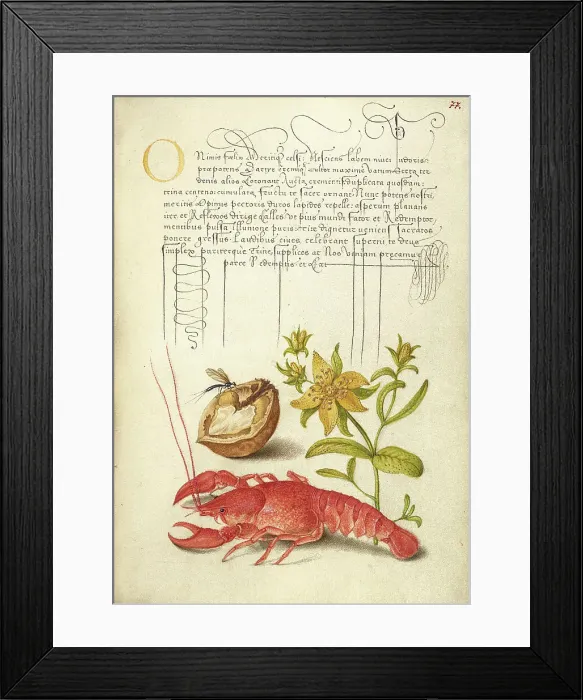 Framed Print : Insect, English Walnut, Saint John's Wort, and Crayfish, 1561-1562; illumination added 1591-1596. Creator: Joris Hoefnagel Framed Print : Insect, English Walnut, Saint John's Wort, and Crayfish, 1561-1562; illumination added 1591-1596. Creator: Joris Hoefnagel