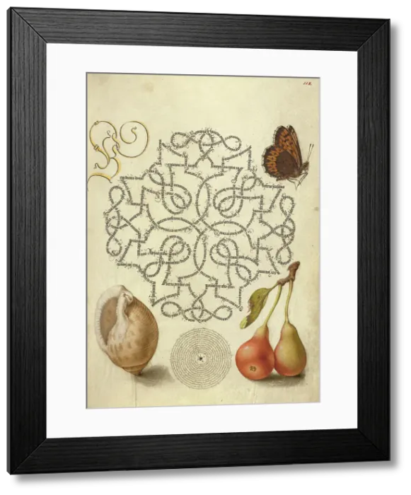 Framed Print : Butterfly, Marine Mollusk, and Pear, 1561-1562; illumination added 1591-1596. Creator: Joris Hoefnagel Framed Print : Butterfly, Marine Mollusk, and Pear, 1561-1562; illumination added 1591-1596. Creator: Joris Hoefnagel