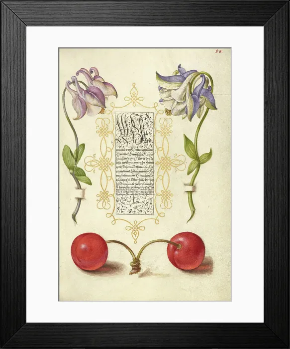 Framed Print : European Columbines and Sweet Cherry, 1561-1562; illumination added 1591-1596. Creator: Joris Hoefnagel Framed Print : European Columbines and Sweet Cherry, 1561-1562; illumination added 1591-1596. Creator: Joris Hoefnagel