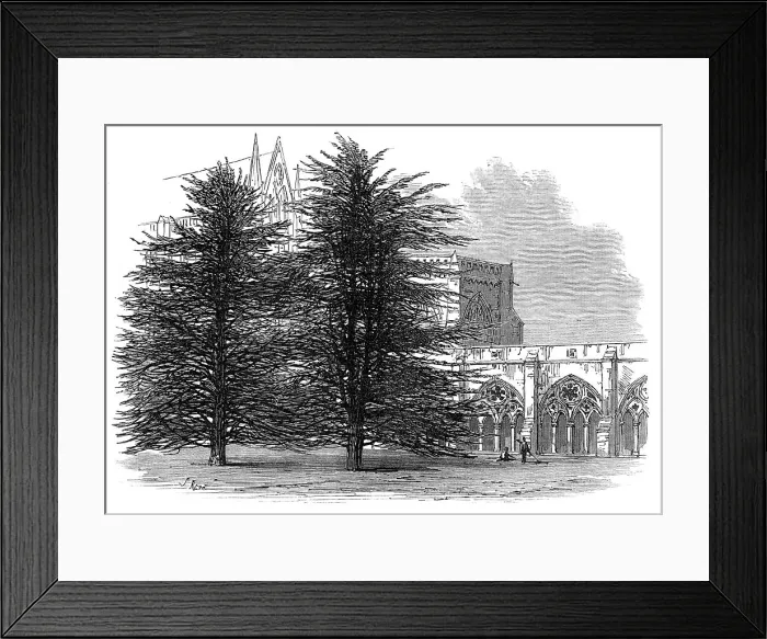 Framed Print : In the Cloisters, Salisbury, 1872. Creator: Unknown Framed Print : In the Cloisters, Salisbury, 1872. Creator: Unknown