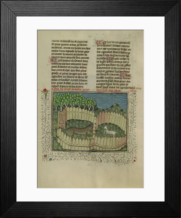 Framed Print : A Wolf Caught in a Fenced Trap Baited with a Lamb; Livre de la Chasse, about 1430-1440. Creator: Unknown Framed Print : A Wolf Caught in a Fenced Trap Baited with a Lamb; Livre de la Chasse, about 1430-1440. Creator: Unknown