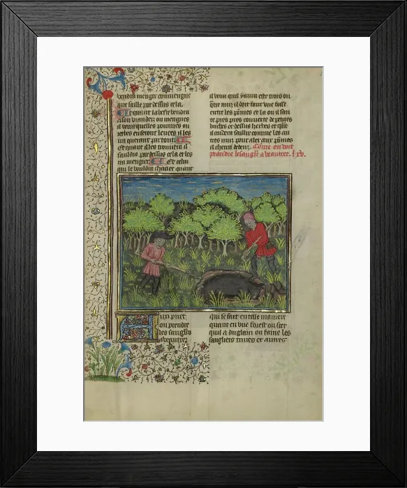 Framed Print : A Hunter Wounding a Wild Boar Caught in a Pit; Livre de la Chasse, about 1430-1440. Creator: Unknown Framed Print : A Hunter Wounding a Wild Boar Caught in a Pit; Livre de la Chasse, about 1430-1440. Creator: Unknown