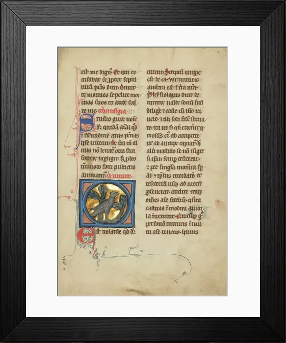 Framed Print : A Turtle Dove; De Natura Avium; De Pastoribus et Ovibus; Bestiarium, 1277 or after. Creator: Unknown Framed Print : A Turtle Dove; De Natura Avium; De Pastoribus et Ovibus; Bestiarium, 1277 or after. Creator: Unknown
