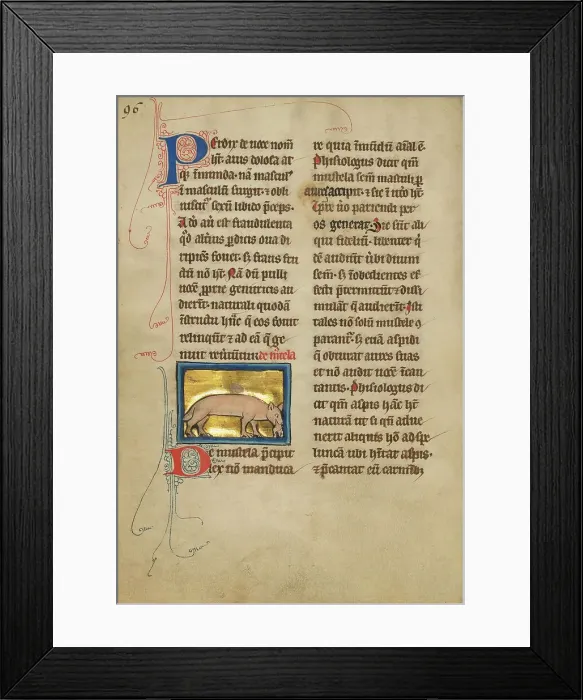 Framed Print : A Weasel; De Natura Avium; De Pastoribus et Ovibus, 1277 or after. Creator: Unknown Framed Print : A Weasel; De Natura Avium; De Pastoribus et Ovibus, 1277 or after. Creator: Unknown